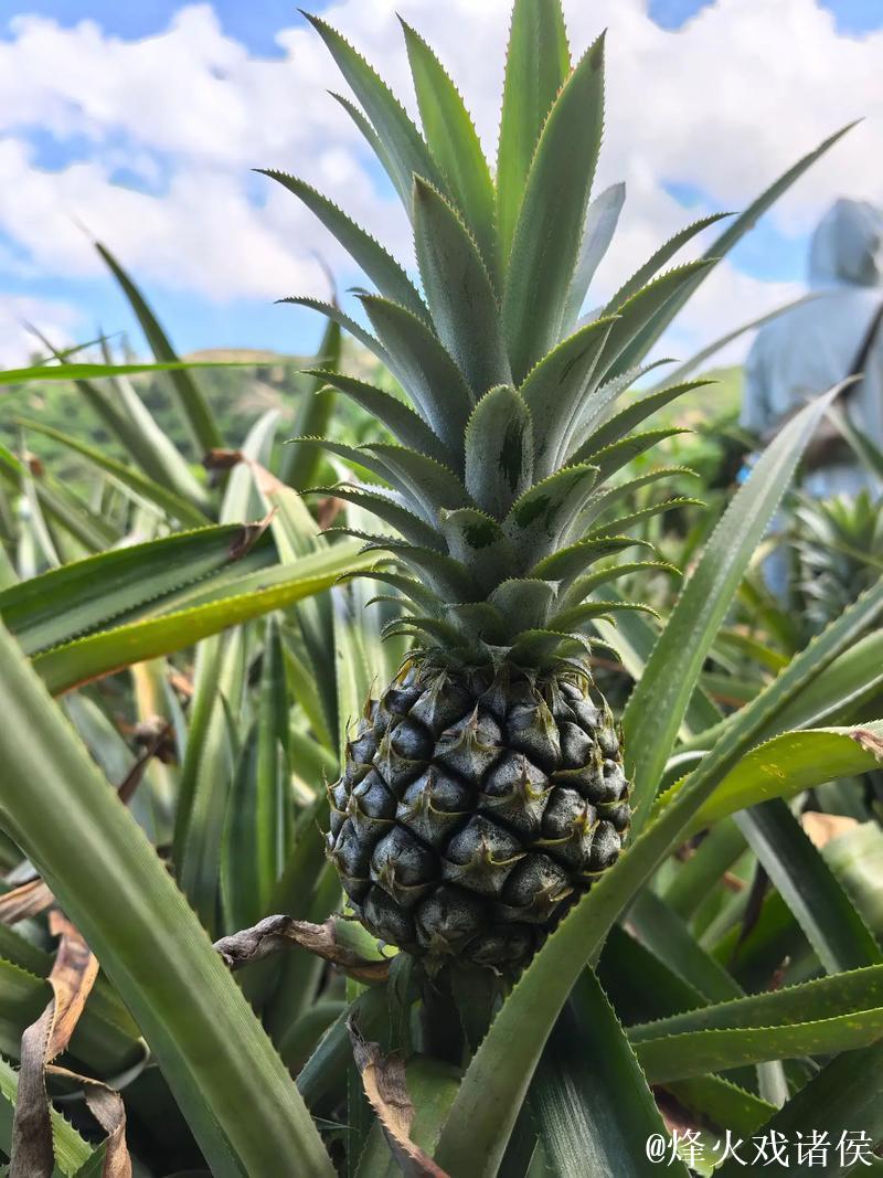 畅享无限精彩,菠萝视频在线等你体验 畅享无限精彩,菠萝视频在线等你体验